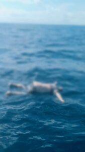 Heboh, Sesosok Mayat Ditemukan Terapung di Laut Kayoa