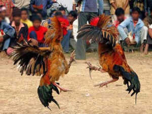 Perjudian Online dan Sabung Ayam: Ancaman Serius bagi Kesejahteraan Masyarakat