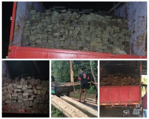 Aktifitas Ilegal loging di Hutan Gane Tak Terkendali, Penebangan Liar Semakin Menjadi