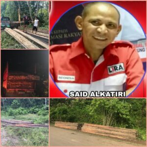 Ilegal Logging di Gane, LSM Lira : Gakkum dan Polda Malut Harus Bertindak