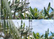 Skandal Tower Misterius, Diskominfo Bungkam, Warga Meradang