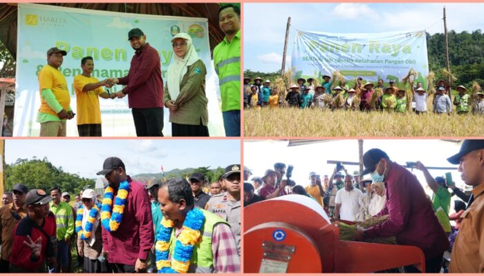 Harita Nickel dan Pemkab Halsel Gelar Panen Raya Padi, Produktivitas Petani Obi di atas Rata-rata Nasional