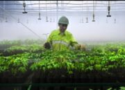 Harita Nickel Transformasikan Reklamasi Jadi Komitmen Pemulihan Ekosistem di Pulau Obi