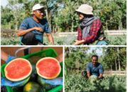Harmoni Tambang dan Tani: Petani Milenial Obi Pasok Puluhan Ton Buah dan Sayur ke Harita Nickel