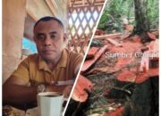 BARAH Desak Transparansi, Tindak Lanjut Penindakan Kayu Ilegal di Labuha Dipertanyakan